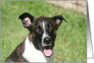 Doggy Birthday Smiles card