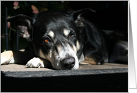 Sad Dog Belated Birthday card