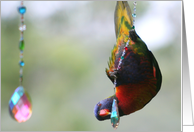 Hanging Around Rainbow Birthday Bird card