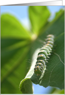 Spring Caterpillar card