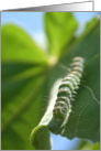 Spring Caterpillar card