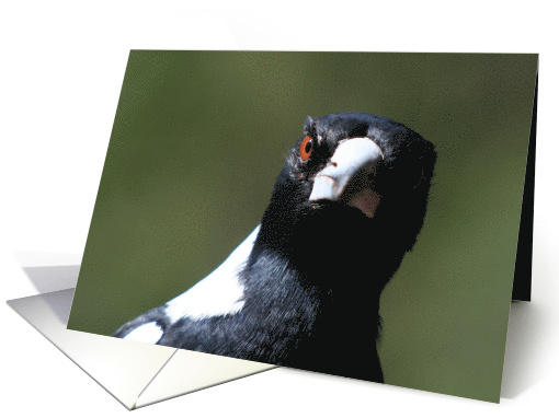Magpie Eye On You card (631724)