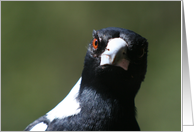 Magpie Eye On You card