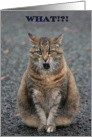 Birthday, What!?! Who said that! Cat card