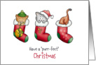 Christmas Card with three Cats in Christmas Stockings card
