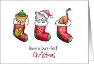 Christmas Card with three Cats in Christmas Stockings card