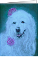 Great Pyrenese