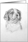 Brittany Spaniel Puppy card