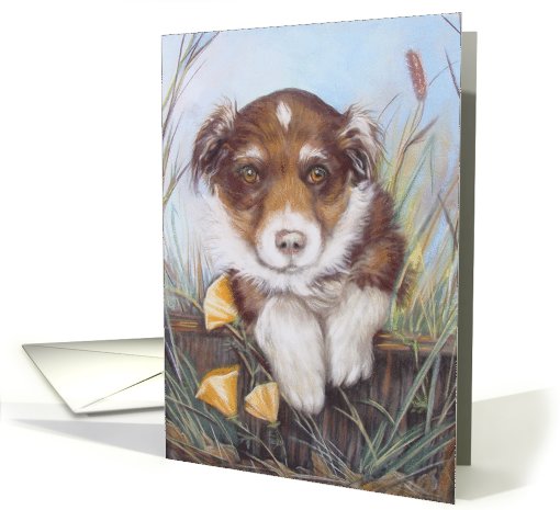 Austrailian Shepherd Puppy card (639127)