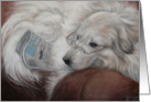 Great Pyrenese Reading the Newspaper card
