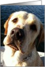 Wet Yellow Lab Thinking of You Card