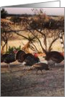 Turkeys in Driveway card