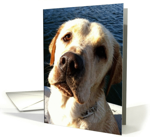 Wet Yellow Lab Thinking of You card (1173532)
