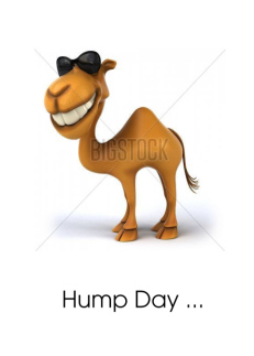 Cool Camel Hump Day Card
