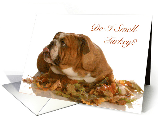 Thanksgiving, English Bulldog Laying in Leaves, Blank Inside card