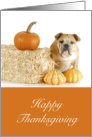 Happy Thanksgiving, English Bulldog, Bale of Hay and Pumpkins card