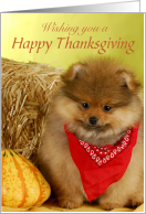 Happy Thanksgiving Pomeranian with Bandanna card