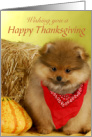 Happy Thanksgiving Pomeranian with Bandanna card