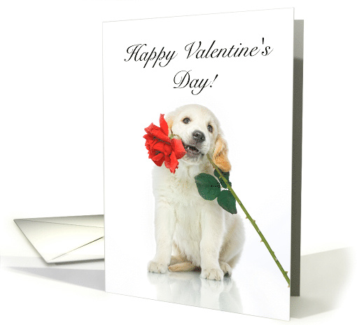 Happy Valentine's Day, Red Rose, Yellow Lab Puppy card (1417144)