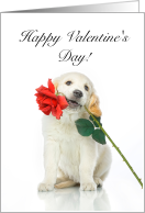 Happy Valentine’s Day, Red Rose, Yellow Lab Puppy card