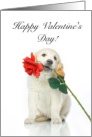 Happy Valentine’s Day, Red Rose, Yellow Lab Puppy card