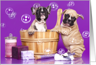 Two French Bull Dogs at Bath time, January 8th, National Bubble Bath Day card