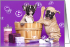 Two French Bull Dogs at Bath time, January 8th, National Bubble Bath Day card