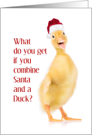 Duckling, in Santa...
