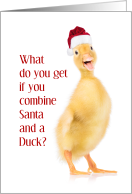 Duckling, in Santa Hat, Christmas Joke card