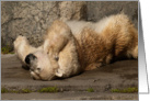 Polar Bear Retirement card