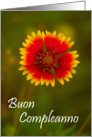 Buon Compleanno card