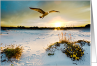 Harmony - God Bring You Peace, Hawk in Florida Sunset card