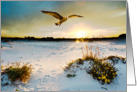 Harmony - God Bring You Peace, Hawk in Florida Sunset card