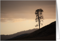 Single Tree on a hill card