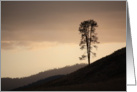 Single Tree on a hill card