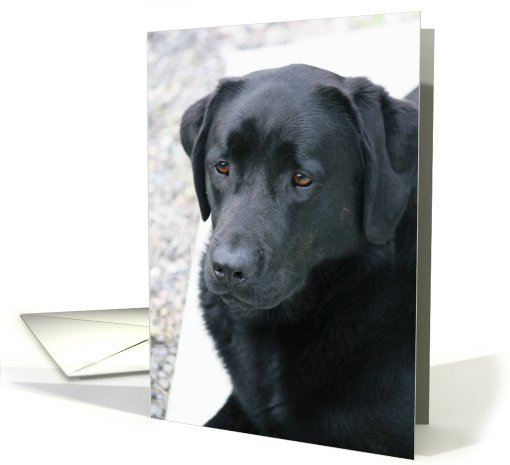 Black Lab card (650161)
