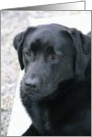 Black Lab card