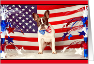 Happy Fourth of July, French Bulldog & American Flag, humorous card