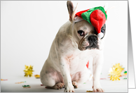 French Bulldog Humor, Christmas Card
