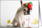 French Bulldog Humor, Christmas Card