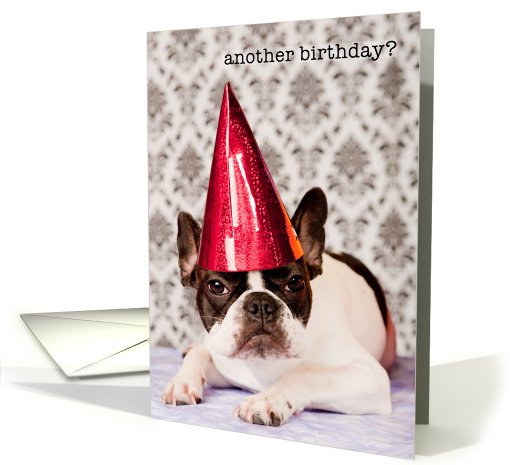 Birthday, French Bulldog in party hat, Humor card (647394)