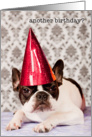 Birthday, French Bulldog in party hat, Humor card