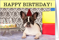 Birthday, French Bulldog with cake, Humor card