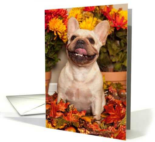 Happy Fall, Smiling French Bulldog card (669215)