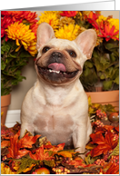 Happy Fall, Smiling French Bulldog card