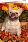 Happy Fall, Smiling French Bulldog card