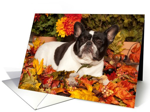 Happy Fall, Pied French Bulldog card (669218)