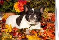 Happy Fall, Pied French Bulldog card