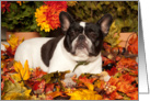 Happy Fall, Pied French Bulldog card