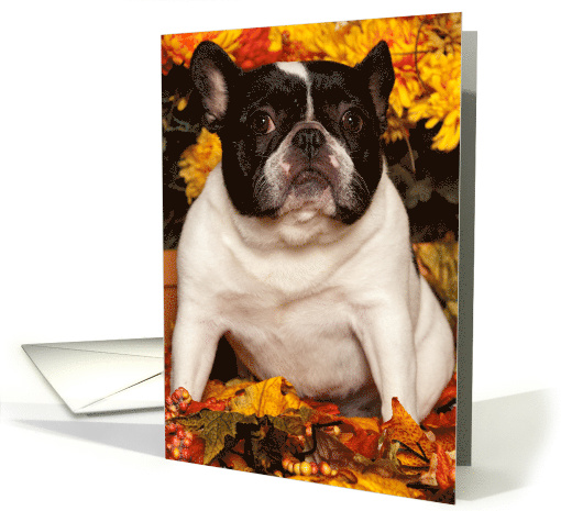 Fall, Pied French Bulldog card (669219)